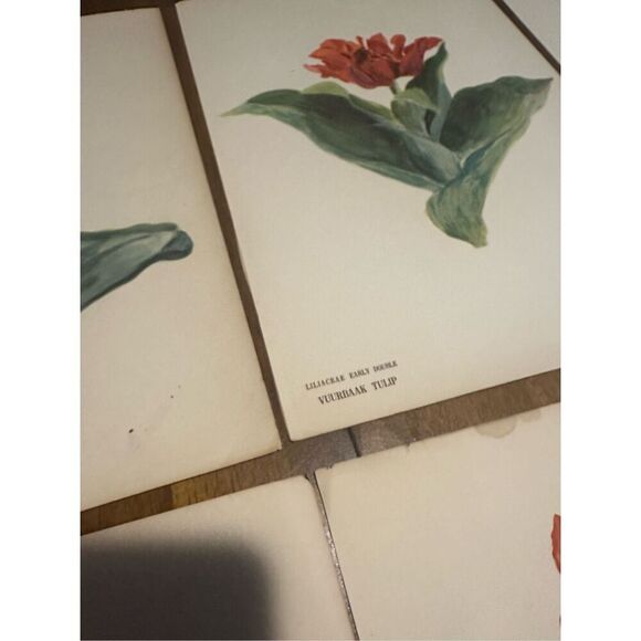 Flowers Drawn by Arlette Davids Text by Princess Bibesco prints Red  10x14” - Picture 10 of 12